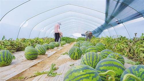 新瓜最新爆料兰州,揭秘城市背后的故事与秘密  第1张